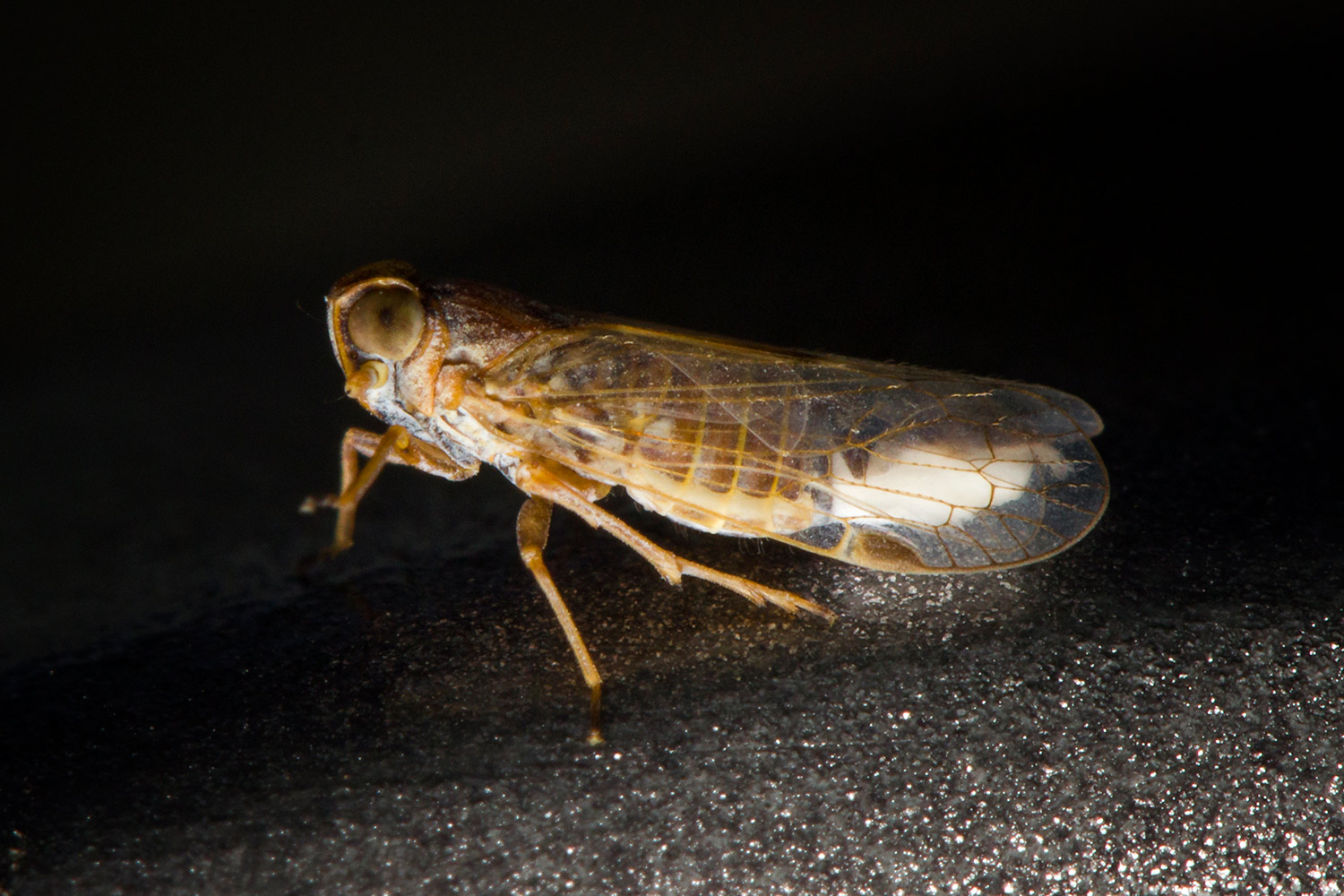 Cixiidae Planthoppers Barbados